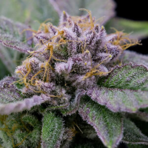 Read more about the article Cannabis Product Guide for Beginners: Flower, Edibles, Vapes & More